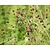 Sanguisorba officinalis 'Tanna'