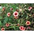 Potentilla nepalensis 'Miss Willmott'