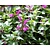 Lamium maculatum 'Roseum'
