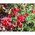 Helianthemum 'Amabile Plenum'