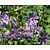 Geranium 'Philippe Vapelle'
