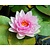 Nymphaea 'Madame Wilfron Gonnère'