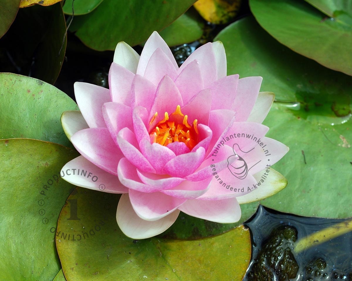 Nymphaea 'Madame Wilfron Gonnère'