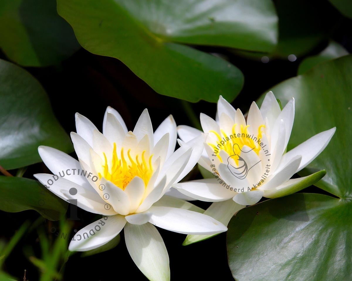 Nymphaea 'Gladstoniana'
