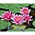 Nymphaea 'Attraction'