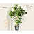 Cornus kousa chinensis - XL+