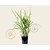 Panicum virgatum 'Squaw'