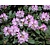 Rhododendron yakushimanum 'Caroline Allbrook'