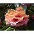 Rhododendron 'Virginia Richards'