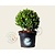 Ilex crenata 'Dark Green' - bolvorm