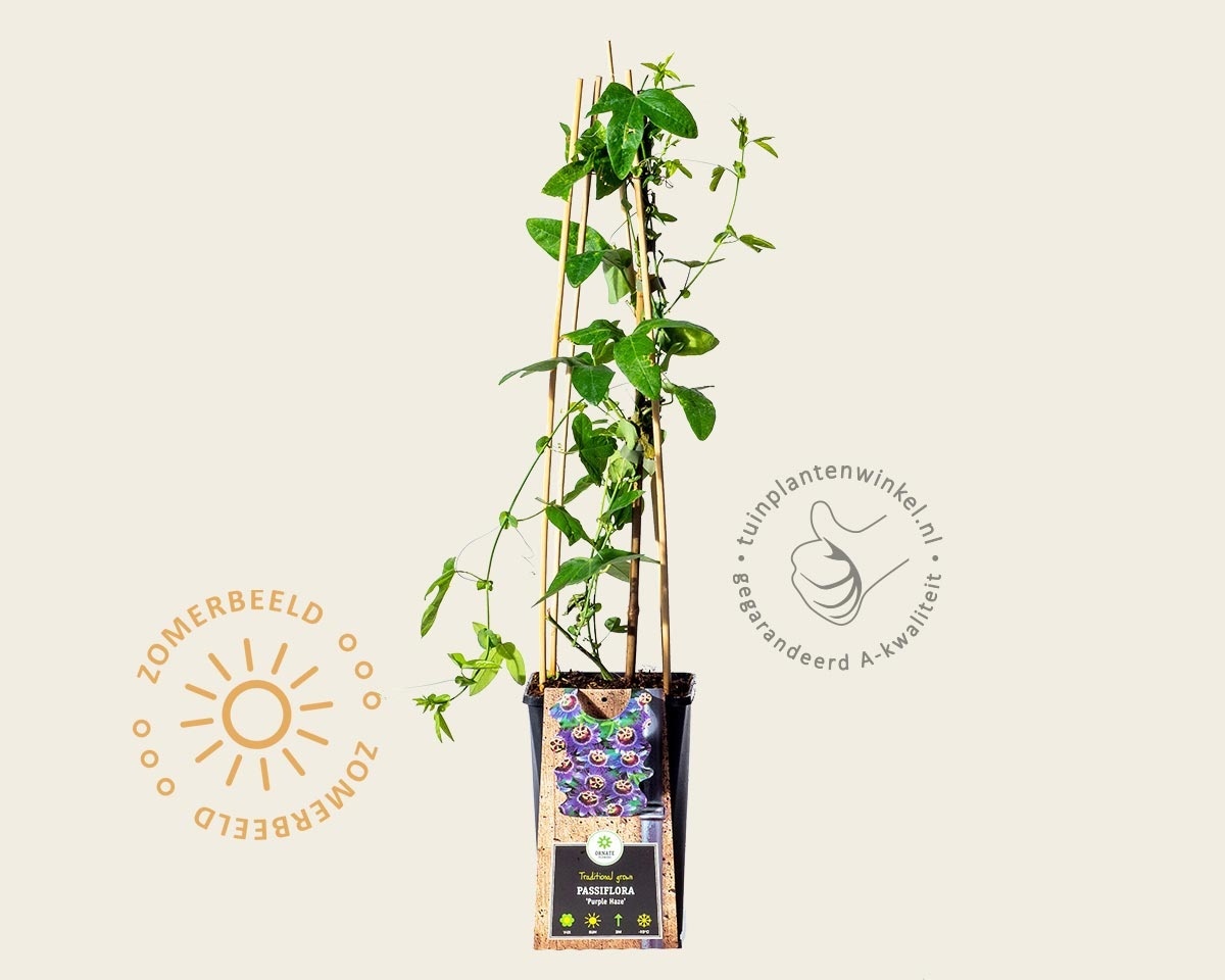 Passiflora 'Purple Haze'