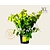 Cercis canadensis 'Hearts of Gold' - XL
