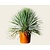 Alleen in winkel Yucca rostrata