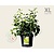 Hedera helix 'Arborescens' - XL