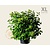 Hydrangea paniculata 'Little Lime' - XL
