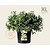 Salix helvetica - XL