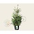 Picea omorika - in pot