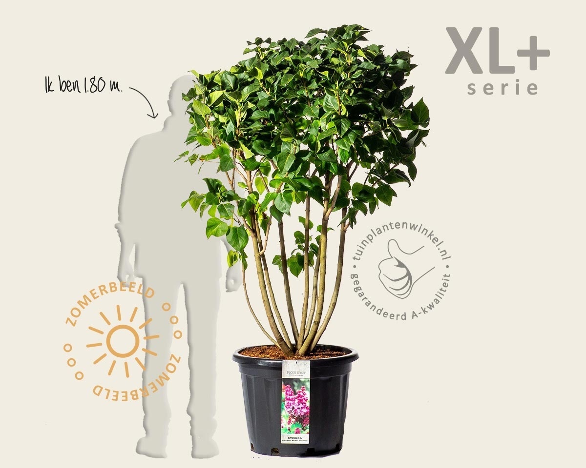 Syringa vulgaris 'Michel Buchner' - XL+