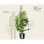 Viburnum opulus 'Roseum' - XL+