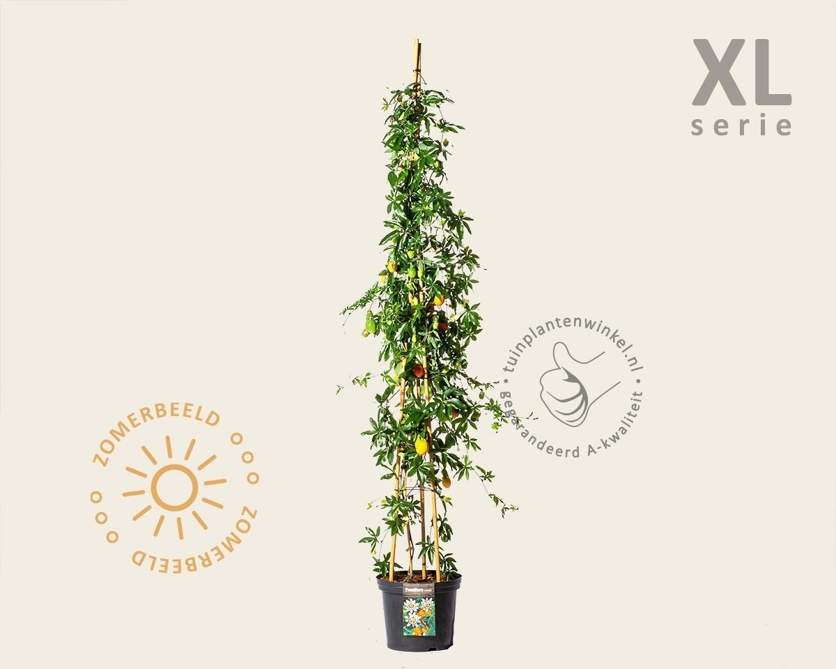 Passiflora caerulea - XL