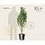 Amelanchier alnifolia 'Obelisk' - XL+