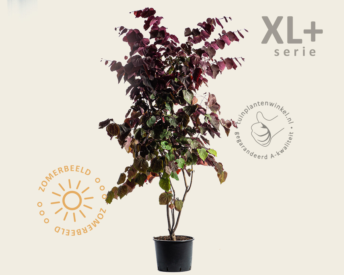 Cercis canadensis 'Forest Pansy' - XL+