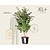 Prunus nipponica 'Brillant' - XL+