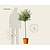 Olea europaea - 90 cm stam