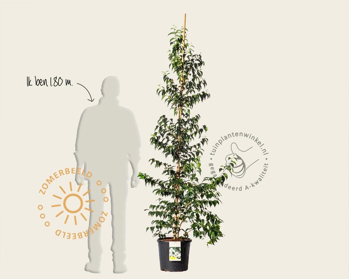 Styrax japonicus 'Snowcone'