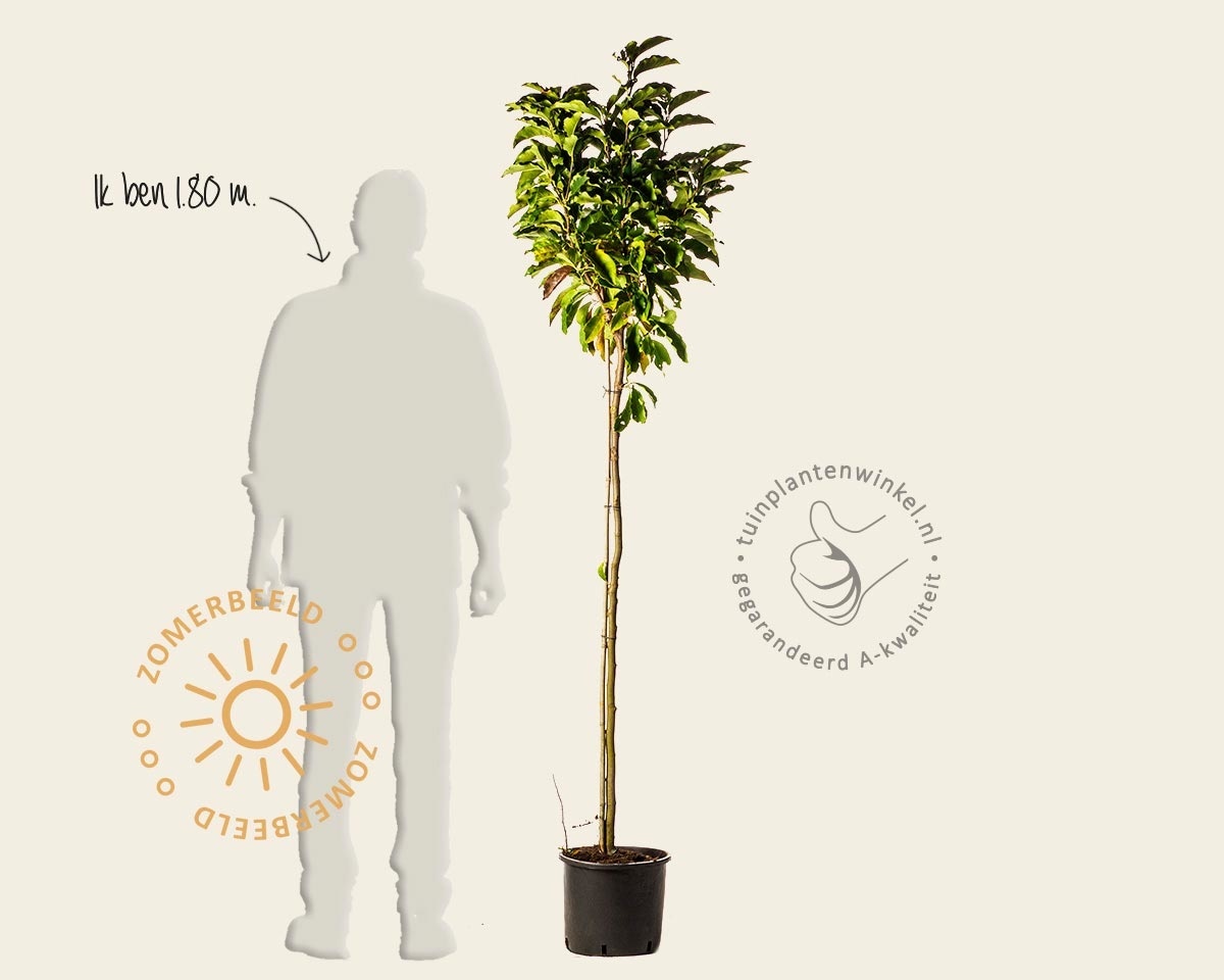 Magnolia 'Susan' - halfstam