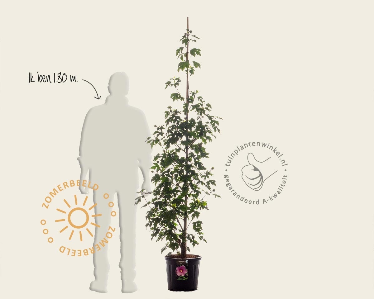 Hibiscus x 'Resi' - beveerd