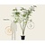 Sophora japonica - meerstammig
