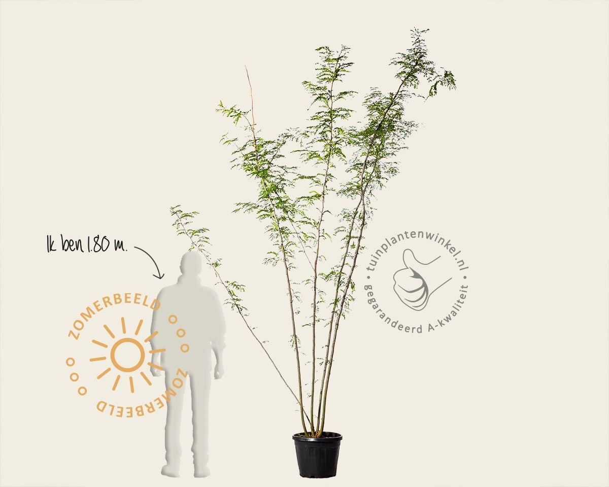 Gleditsia triacanthos f. inermis - meerstammig