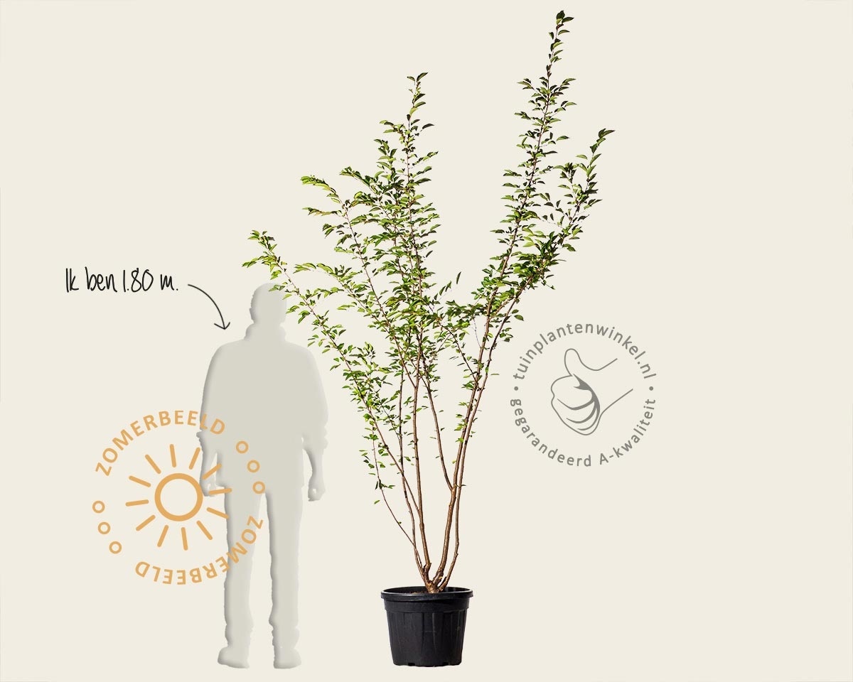 Prunus 'Accolade' - meerstammig