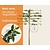 Lei-Laurier l. 'Angustifolia' - Basic - individueel geen extra's