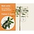Lei-Laurier l. 'Angustifolia' - Basic - pakket 6 stuks