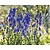 Aconitum carmichaelii 'Arendsii'