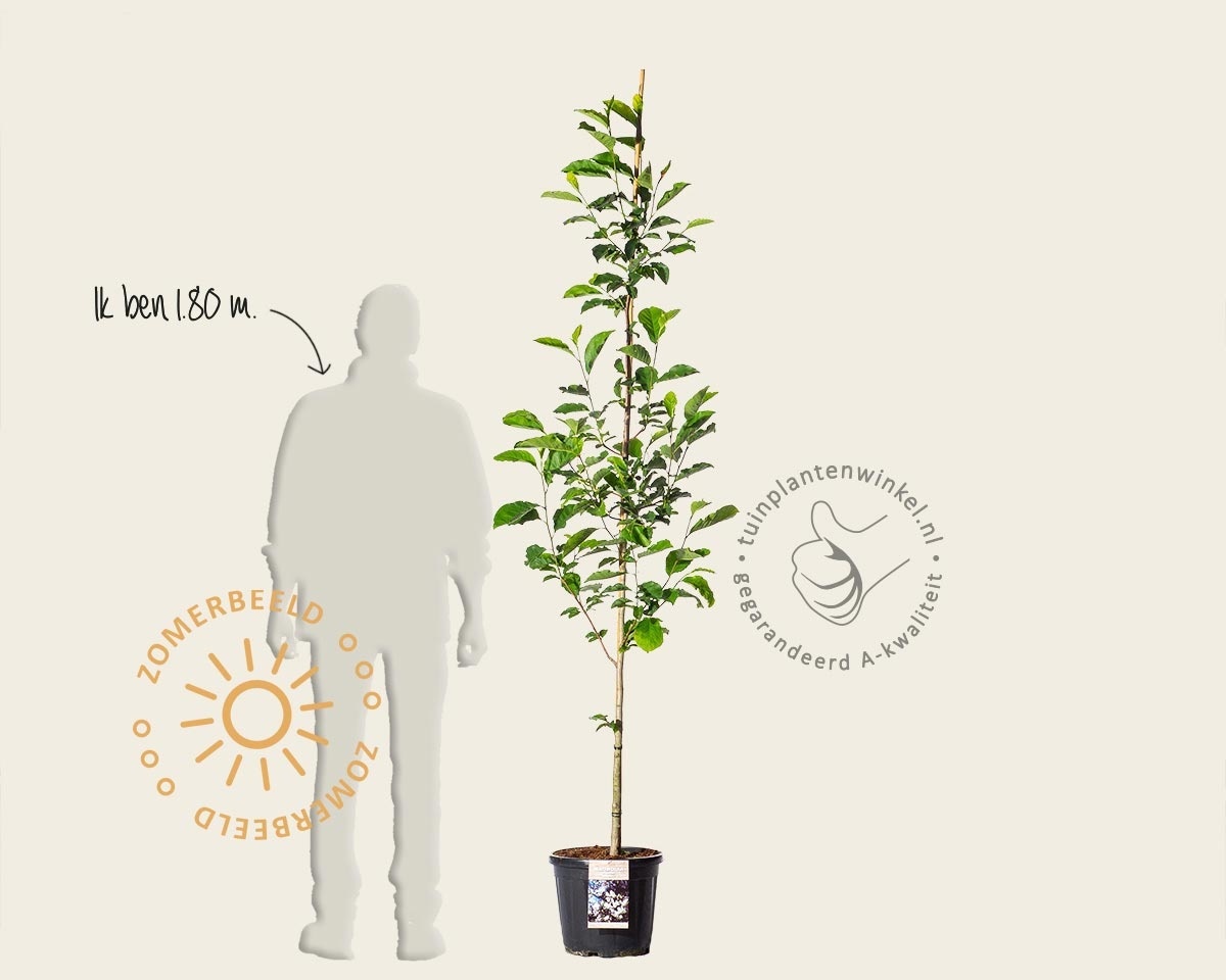 Magnolia loebnerii 'Merrill' - beveerd