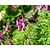 Dicentra formosa 'Luxuriant'