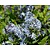 Amsonia tabernaemontana