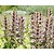 Acanthus hungaricus