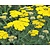 Achillea 'Moonshine'