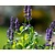 Agastache 'Little Adder'