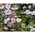 Anemone hupehensis 'September Charm'