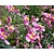 Anemone hybrida 'Hadspen abundance'