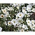 Anemone hybrida 'Whirlwind'