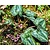 Asarum splendens
