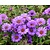 Aster novae-angliae 'Purple Dome'
