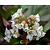 Bergenia 'Bressingham White'