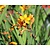 Crocosmia crocosmiiflora 'George Davidson'